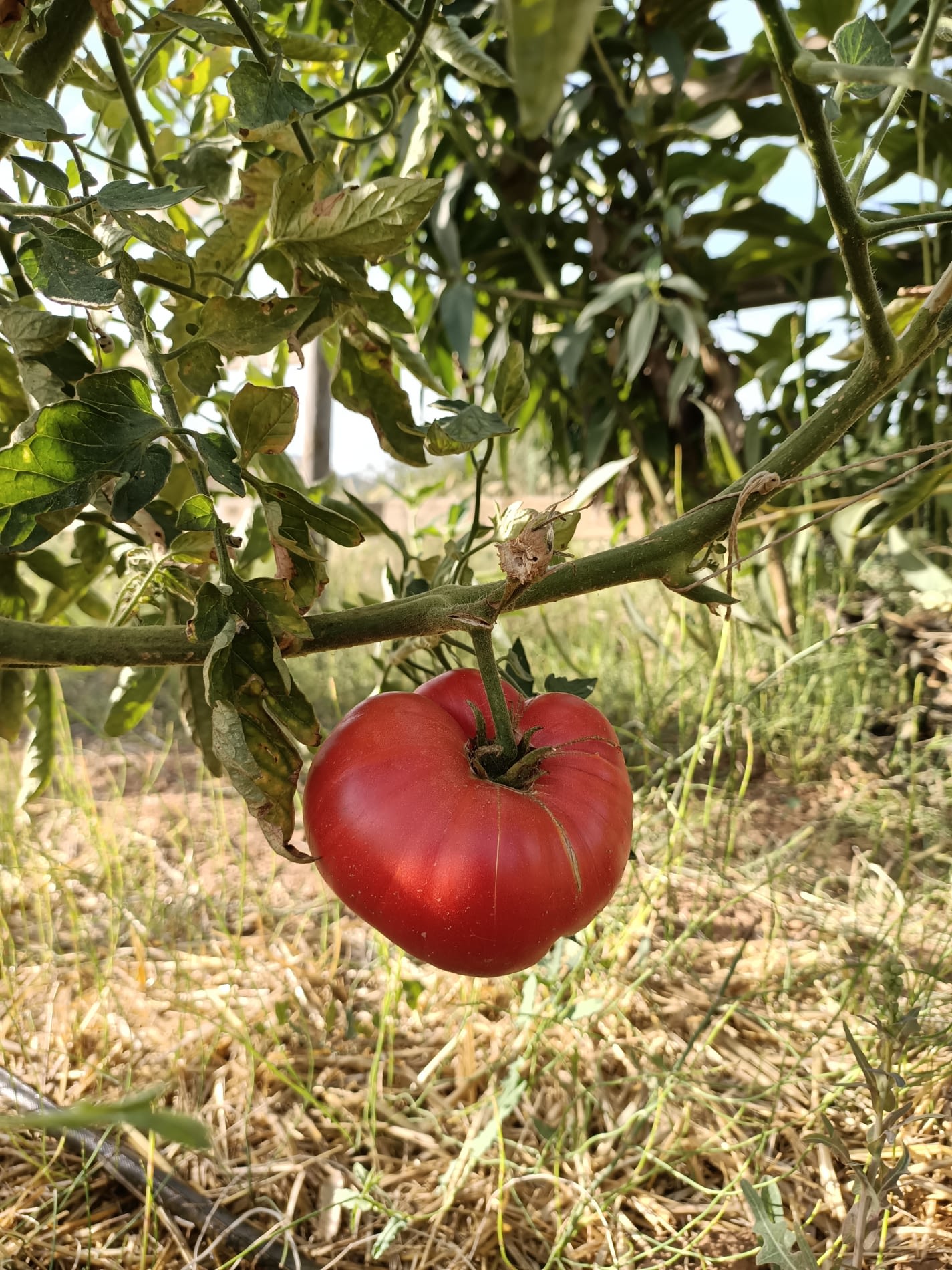 foto tomata rosada