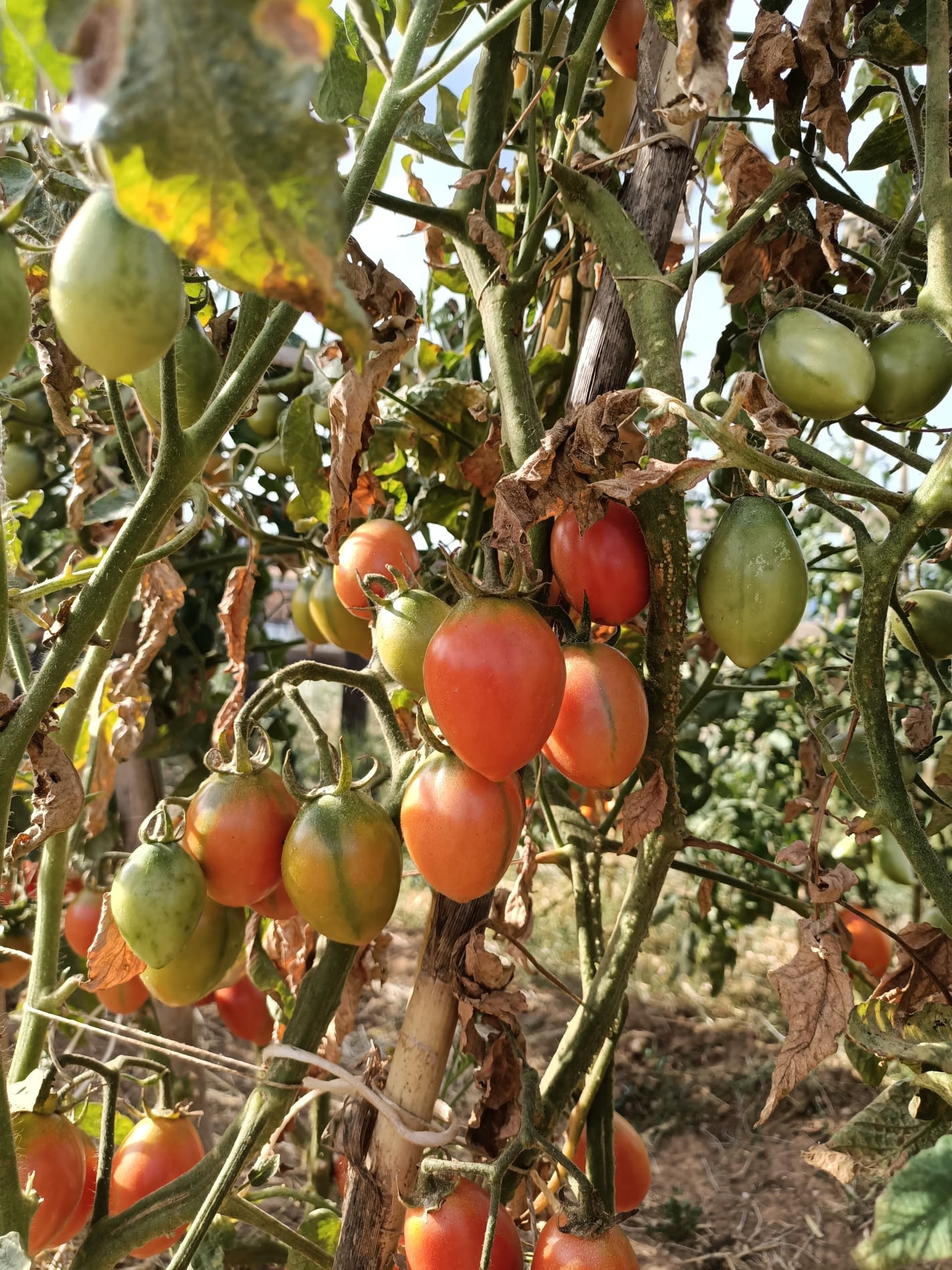 foto tomata pruna